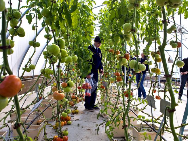 Student Logan O'Toole and others tend to hydroponic tomatoes at the greenhouse within the Moapa High School laboratory farm worked by FFA member students on Wednesday, February 4, 2015.