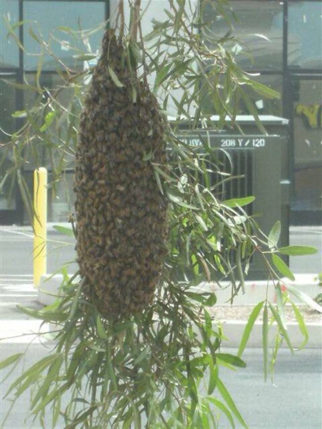 A swarm of bees is shown in this photo provided by Las Vegas Fire & Rescue.