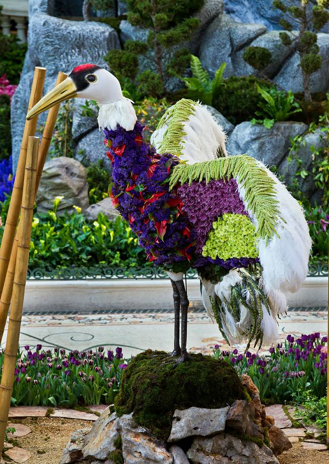 A flowered crane stretches its wings as the Bellagio introduces a new Japanese-inspired spring conservatory display replacing the Chinese New Year on Wednesday, March, 18, 2015.