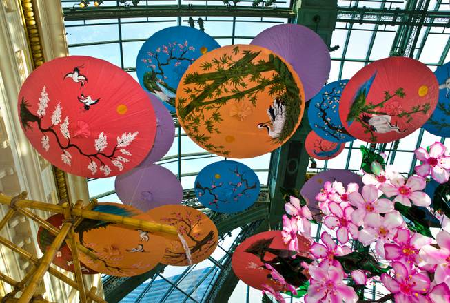 Hand-painted parasols hang from the ceiling as the Bellagio introduces a new Japanese-inspired spring conservatory display replacing the Chinese New Year on Wednesday, March, 18, 2015.