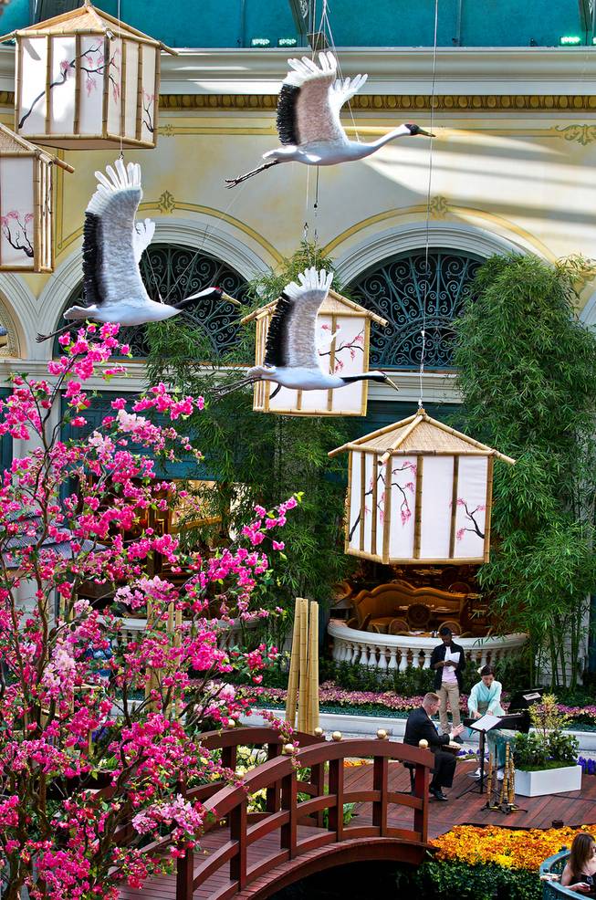 Flying cranes hangs from the ceiling with music playing below as the Bellagio introduces a new Japanese-inspired spring conservatory display replacing the Chinese New Year on Wednesday, March, 18, 2015.