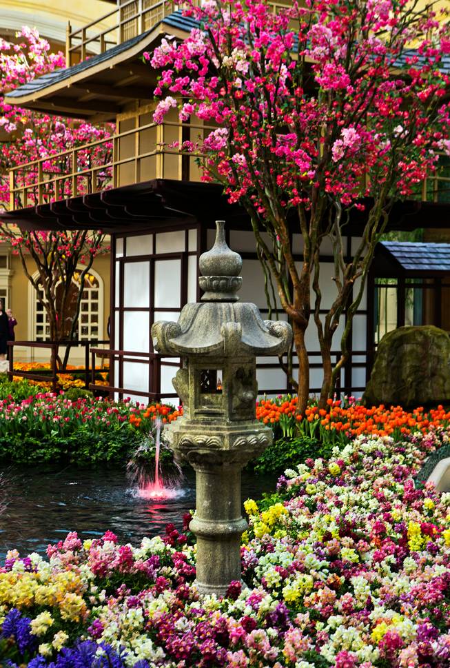 The Bellagio introduces a new Japanese-inspired spring conservatory display with a changeover from Chinese New Year with a tea house and blooming trees and flowers on Wednesday, March, 18, 2015.