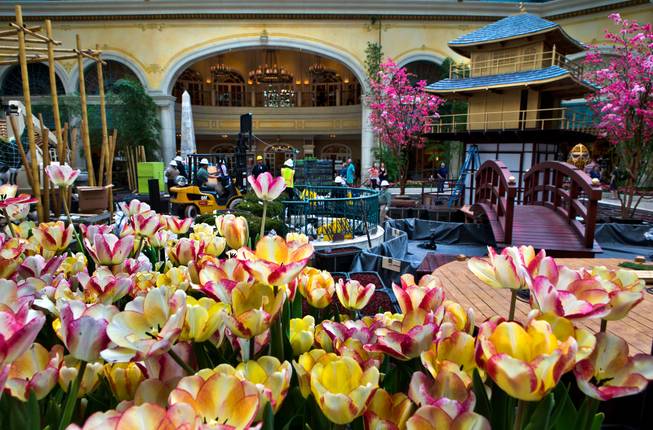 Planters of tulips are ready to be arranged as the Bellagio introduces a new Japanese-inspired spring conservatory display replacing the Chinese New Year on Wednesday, March, 18, 2015. .