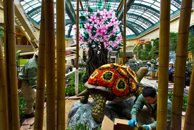 Workers apply moss to rocks and add flower pots as the Bellagio introduces a new Japanese-inspired spring conservatory display replacing the Chinese New Year on Wednesday, March, 18, 2015.