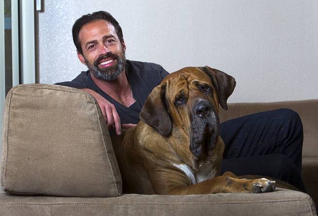 Former Clark County Commissioner Dario Herrera poses with his dog Kaaya, a 3-year-old Tosa, at his home in Las Vegas Tuesday, March 24, 2015. Herrera is getting past his conviction in the G-Sting political corruption scandal and is co-founder of Acento Digital Media, a social media company.