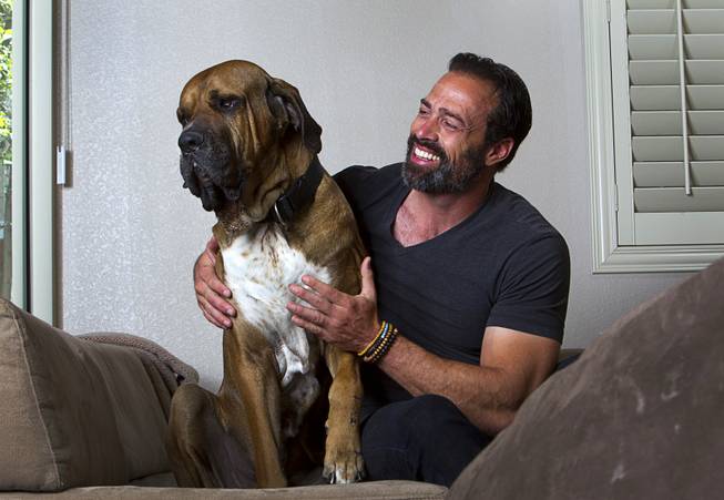 Former Clark County Commissioner Dario Herrera poses with his dog Kaaya, a 3-year-old Tosa, at his home in Las Vegas Tuesday, March 24, 2015. Herrera is getting past his conviction in the G-Sting political corruption scandal and is co-founder of Acento Digital Media, a social media company.