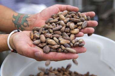 A worker displays cacao beans at the Hexx chocolate room.