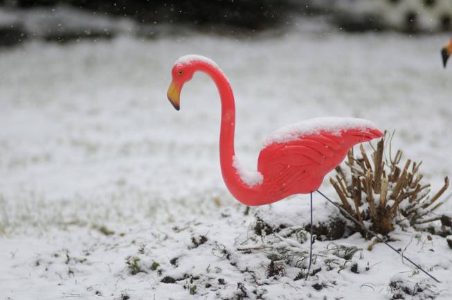 Obit Pink Flamingo Creator