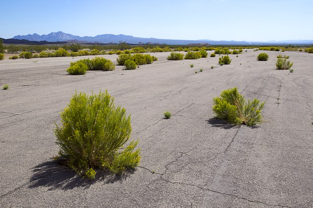 Shrubs grow from cracks in the Searchlight Airport runway in Searchlight on Sunday, Sept. 28, 2014.