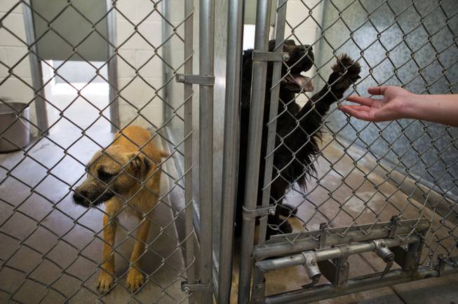 Tails End Shelter in Pahrump Closes
