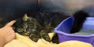 One of the four cats available for adoption at the Tails End Shelter in Pahrump on their final day of operation and all will hopefully be placed on Tuesday, June 30, 2015.