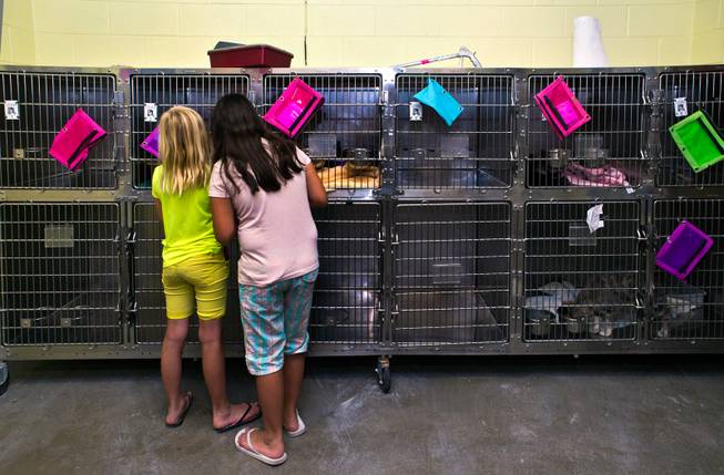 Hannah Hopper, 9, and Kalifornia, 10, spend a little time looking at the cats still available for adoption on the final day as the Tails End Shelter in Pahrump is closing due to a lack of county funding on Tuesday, June 30, 2015.