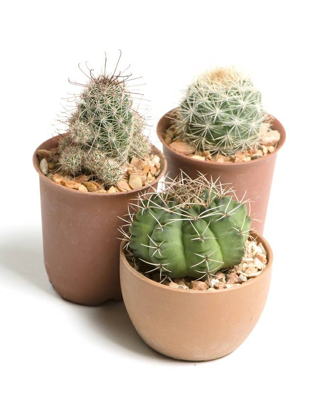 Potted cacti