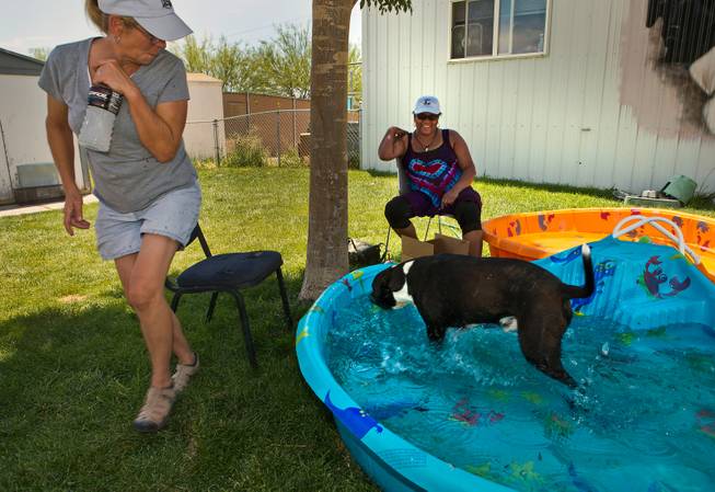 Stacey Harbach avoids a splash of water as one of the many dogs gets some playtime in a kiddie pool during the final day of operations at the Tails End Shelter in Pahrump  on Tuesday, June 30, 2015.