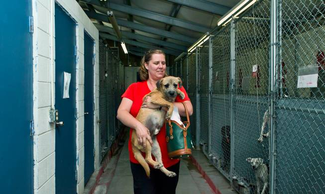 Lacey Beard carries out newly adopted and named Buddy as the final day at Tails End Shelter in Pahrump winds to a close on Tuesday, June 30, 2015.