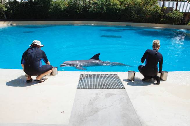 Dolphin pools hold a combined 2.2 million gallons of water.