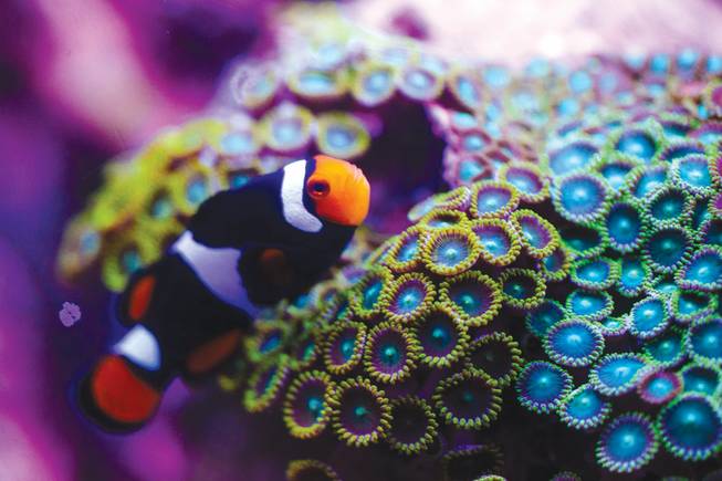 Some of the aquarium’s more notable species include the honeycomb ray, porcupine pufferfish, leopard shark and Moorish idol. If you’ve seen “Finding Nemo,” Gill was a Moorish idol. 
