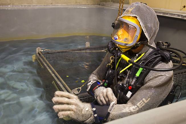 Jack Jewell, general curator, prepares for a maintenance dive in Shark Reef at Mandalay Bay Tuesday, Aug. 4, 2015.