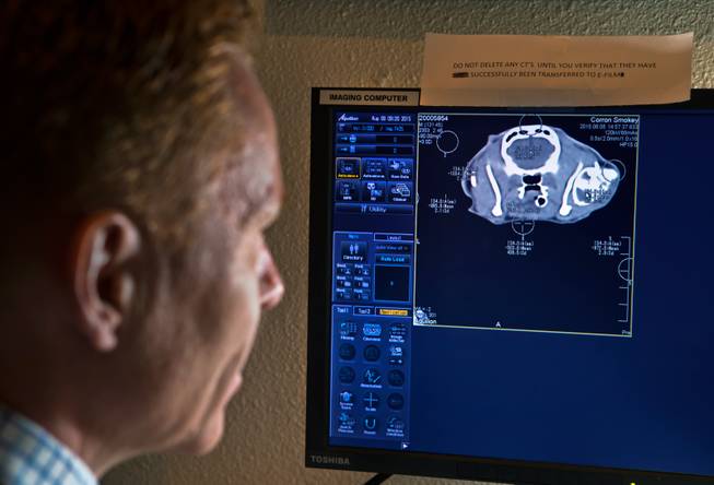 Dr. Andrew Vaughan checks over patient's CT scan showing a mass on the side of the cat's head, one of the many cancers they will treat within the oncology ward at the Las Vegas Specialty Veterinary Center on Thursday, August 6, 2015.