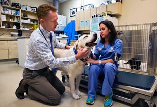Dr. Andrew Vaughan checks over patient Gunner with assistance from Faren Wisotsky in the oncology ward within the Las Vegas Specialty Veterinary Center on Thursday, August 6, 2015. Vaughan has seen a long-term increase in the number of pets they're treating for cancer due to multiple factors at play; not necessarily indicative of a cancer epidemic.