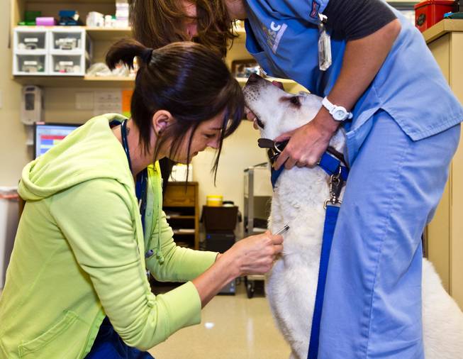 Alissa Pizek gives patient Gunner a shot with assistance from Jessica Thommes in the oncology ward within the Las Vegas Specialty Veterinary Center on Thursday, August 6, 2015.