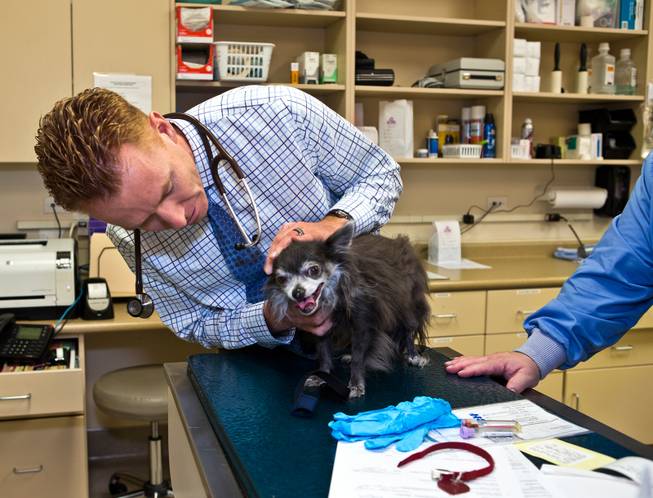 Dr. Andrew Vaughan checks over patient Orca inside the oncology ward within the Las Vegas Specialty Veterinary Center on Thursday, August 6, 2015.