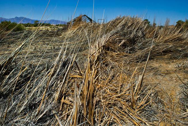 Dead cattails are all that remains of a wetland area near the stream that had once run through the Patch of Heaven church camp property in Pahrump owned by pastor Victor Fuentes and wife Annette on Tuesday, July 28, 2015.