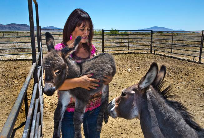 Annette Fuentes holds a one-day old donkey of several she raises on the Patch of Heaven church camp property  on Tuesday, July 28, 2015.