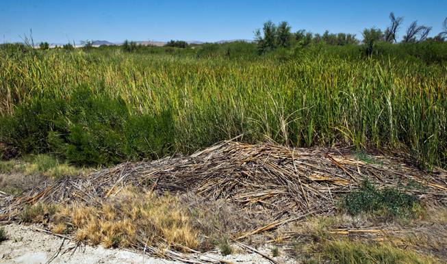A huge thicket of cattails envelopes the diverted stream relocated by the U.S. Fish and Wildlife Service away from the Patch of Heaven church camp property in order to save an endangered fish on Tuesday, July 28, 2015.