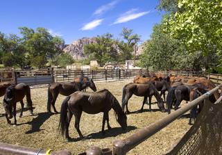Wild horses are shown in an enclosure at the Oliver Ranch near Red Rock Canyon Thursday, Sept. 3, 2015. The horses were rounded up near Cold Creek.