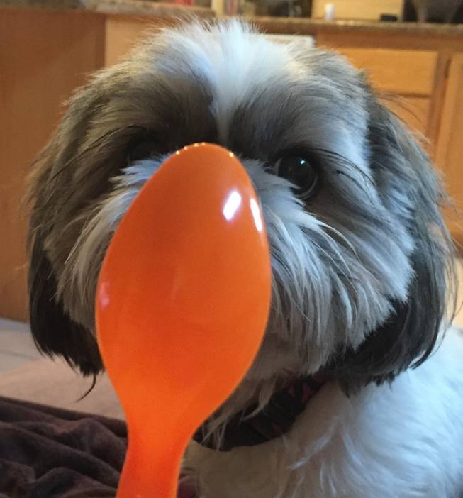 Paula Pettit’s dog Chloe for Three Square Food Bank #Spoontember and Hunger Action Month.