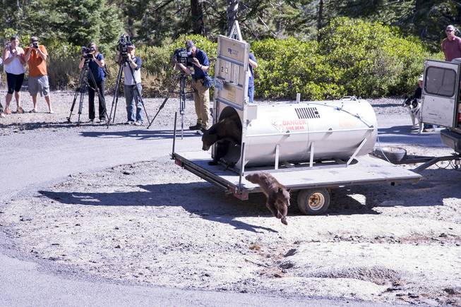 Reno news crews watch in the mountains above Lake Tahoe on Sept. 2 as Nevada Department of Wildlife officials release a mother bear and cub trapped the day before on the lake's north shore near Crystal Bay.