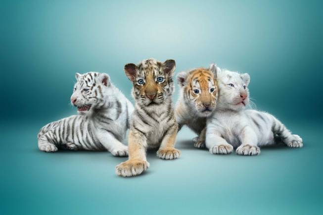 Siegfried & Roy’s four new tiger cubs in Las Vegas.