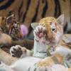 Four 6-week-old tiger cubs — Liberty, Justice, Hirah and Maharani — are unveiled to the public at Siegfried & Roy’s Secret Garden and Dolphin Habitat on Monday, Sept. 14, 2015, at the Mirage. Justice, a light orange male, plays with Maharani, a striped white female, in their new enclosure.