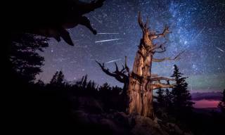 The Perseids seen from Great Basin National Park.