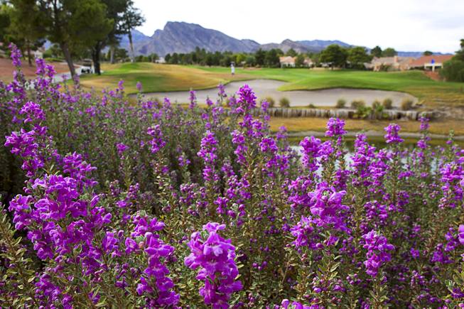 Drought-tolerant Texas Sage blooms by the eight hole at the Palm Valley Golf Course in Summerlin Monday Sept. 28, 2015. The course is irrigated with reclaimed water and is converting some the rough to desert landscaping.