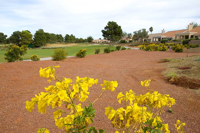 Drought-tolerant plants are shown along the ninth fairway at the Palm Valley Golf Course in Summerlin Monday Sept. 28, 2015. The course is converting some areas to desert landscaping to save water.