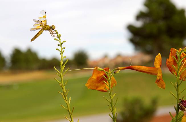 A dragonfly rests on a drought-tolerant trumpet bush along the ninth fairway at the Palm Valley Golf Course in Summerlin Monday Sept. 28, 2015. The course is converting some areas to desert landscaping to save water.