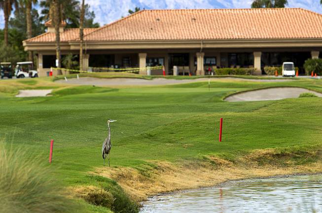 A great blue heron stands by a water hazard by the clubhouse at the Palm Valley Golf Course in Summerlin Monday Sept. 28, 2015. The course is irrigated with reclaimed water and is converting some the rough to desert landscaping.