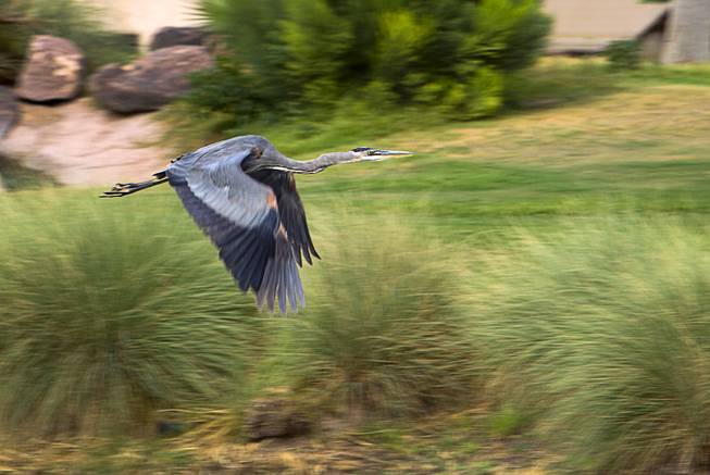 A great blue heron flies over a water hazard at the Palm Valley Golf Course in Summerlin Monday Sept. 28, 2015. The course is irrigated with reclaimed water and is converting some the rough to desert landscaping.