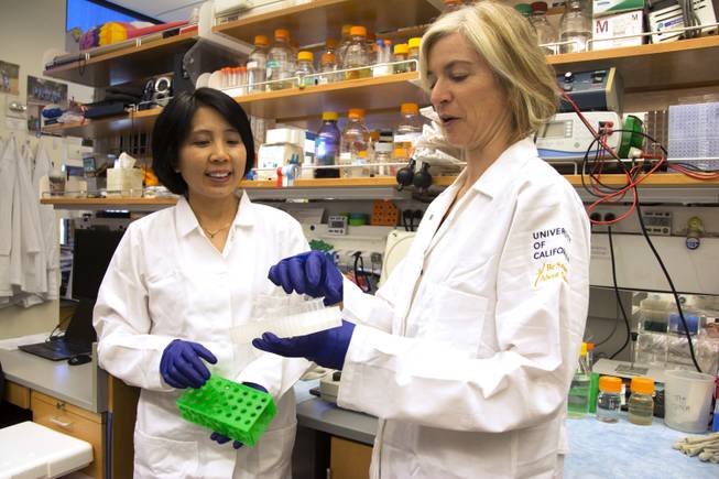 In this June 20, 2014, photo, lab manager Kai Hong and Jennifer Doudna work in a laboratory in Berkeley, Calif. The hottest tool in biology has scientists using words like revolutionary as they describe the long-term potential: wiping out certain mosquitoes that carry malaria, treating genetic diseases like sickle-cell, and preventing babies from inheriting a life-threatening disorder.