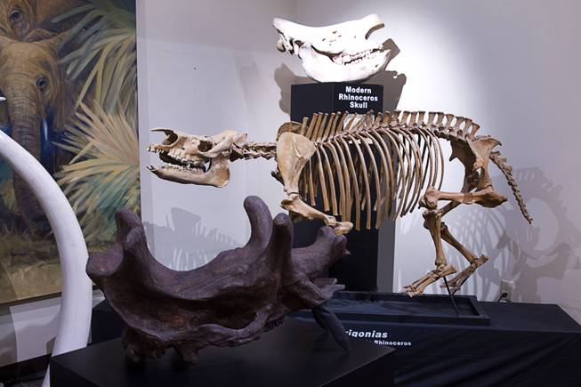 A fossil exhibit is shown at the Las Vegas Natural History Museum, 900 Las Vegas Blvd North, Monday, Oct. 12, 2015. Trigonias, a prehistoric Rhinoceros, is at center. The museum was recently declared a federal repository for all archeological and paleontological finds in Southern Nevada.