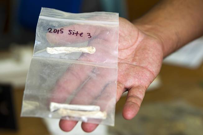 Josh Bonde, a Las Vegas Natural History Museum board member, holds 14,000-year-old coyote bones at the museum Monday, Oct. 12, 2015. The bones were found in the Tule Springs area Sunday (Oct. 11). The museum was recently declared a federal repository for all archeological and paleontological finds in Southern Nevada.