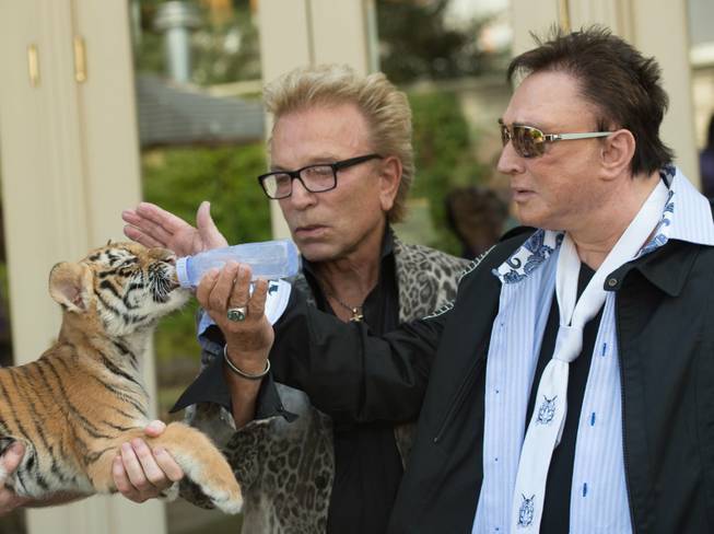 Siegfried & Roy feed a tiger cub during a Make-a-Wish Foundation event Thursday, Oct. 22, 2015, at the Mirage.