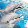 In this file photo, a pair of dolphins are shown at Siegfried & Roy's Secret Garden and Dolphin Habitat at the Mirage.
