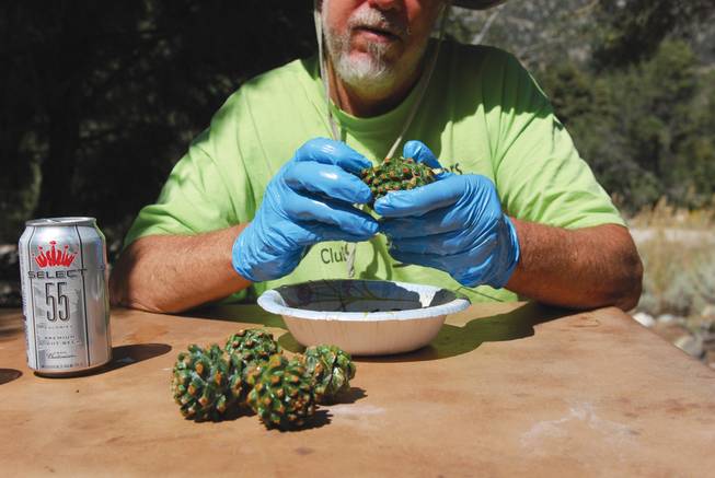 Dave Fitzjarrell picks pinyon pine cones every fall. After discarding the outer shell and another casing, he soaks the nuts in water. The good ones sink. The bad ones float. 