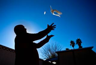 Tony Sosa releases one of his pigeons for training from his backyard near the coop he maintains for high-stakes pigeon racing as a member of Silver State Pigeon Racing on Friday, December 18, 2015.