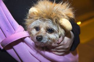 Lily, a 4-year-old Chihuahua-Yorkie mix, wears a lion's hat as she joins her owner in a protest in front of Mandalay Bay Wednesday, Feb. 3, 2016. The advocates are protesting a convention of Safari Club International at the resort. The annual convention of hunters is expected to attract over 20,000 people and runs through Saturday.