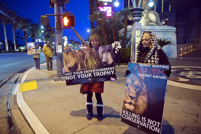 Animal advocates Miwa Hayakawa, left, of Las Vegas, and Janet Johnson of Menifee, Calif. picket in front of Mandalay Bay Wednesday, Feb. 3, 2016. The advocates are protesting a convention of Safari Club International at the resort. The annual convention of hunters is expected to attract over 20,000 people and runs through Saturday.
