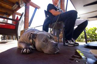 Big Mac, a four-year-old, Bull Mastiff mix, rests with his owners at the Lazy Dog Restaurant & Bar's Dog Friendly Patio in Downtown Summerlin Sunday, Feb. 7, 2016. The Clark County Health District has started providing waivers to restaurants that want to create dog-friendly patios as long as the restaurants meet certain requirements.